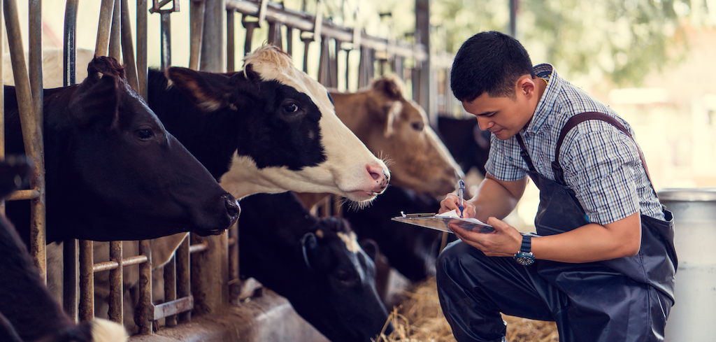 农民正在评估奶牛的健康状况