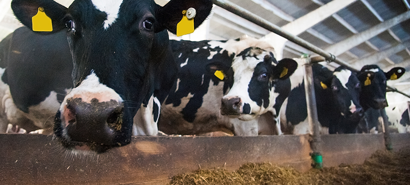 安德森普通饲料处理